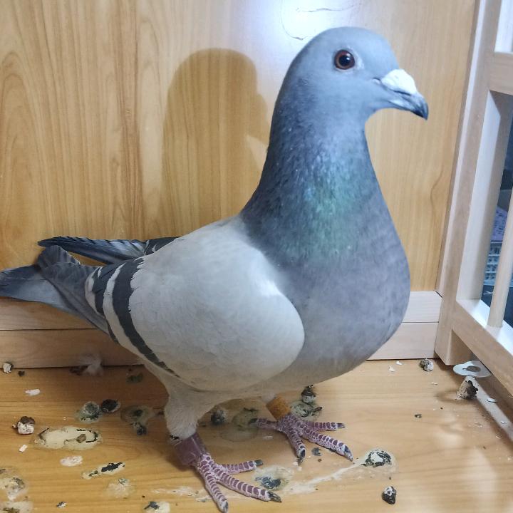 诚信信鸽种鸽传媒
