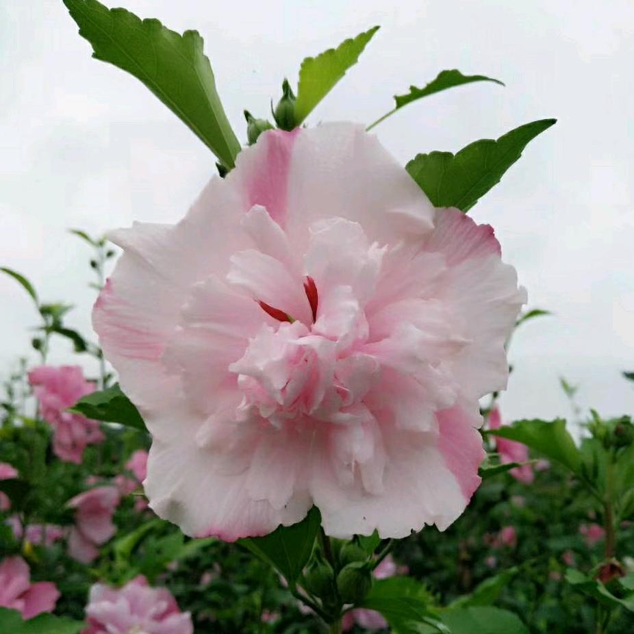 美丽堡