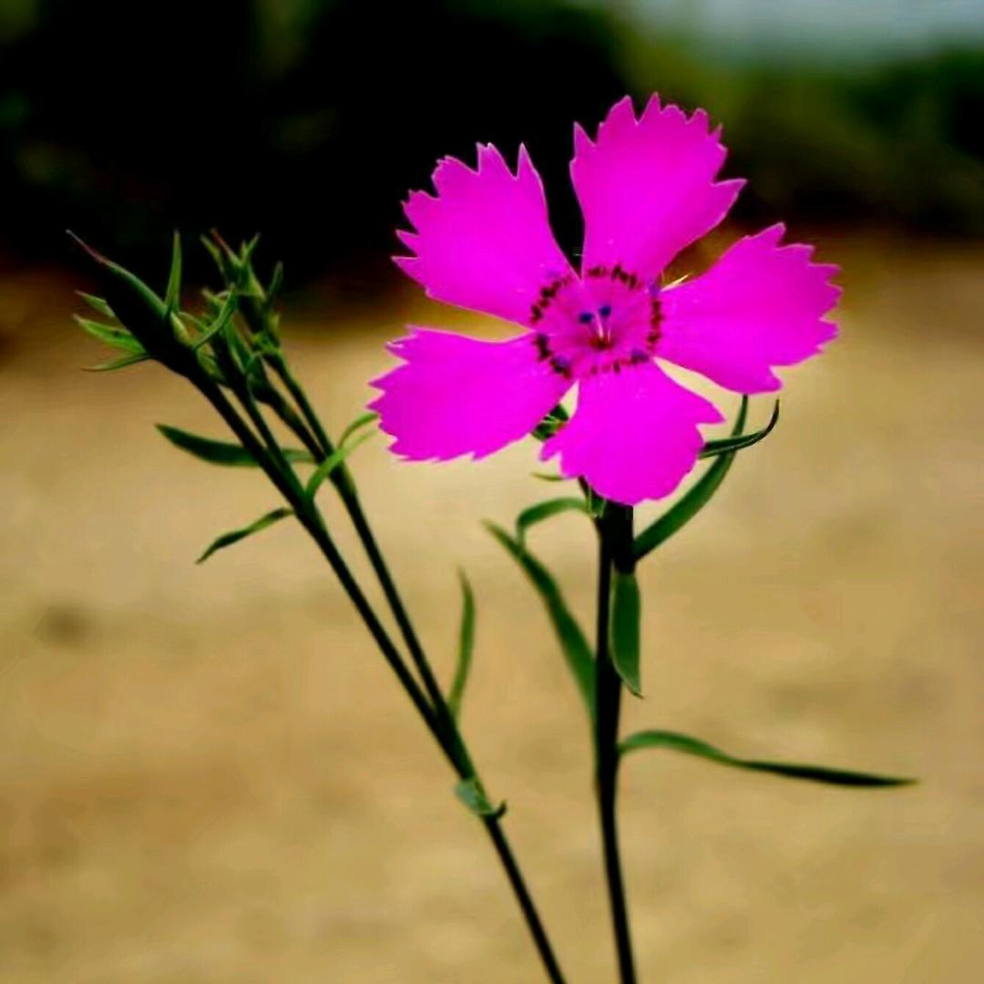 花散随风飞＊