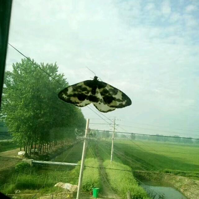 杜仲芳