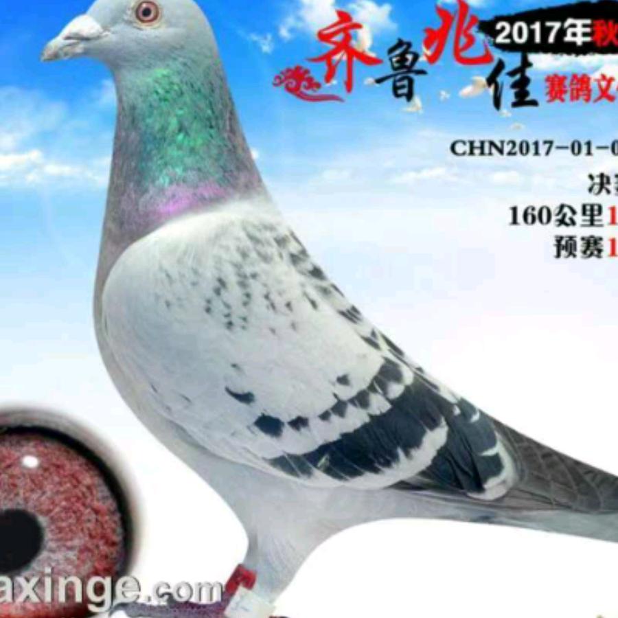 正烨肴菜，猪头肉各种菜肴