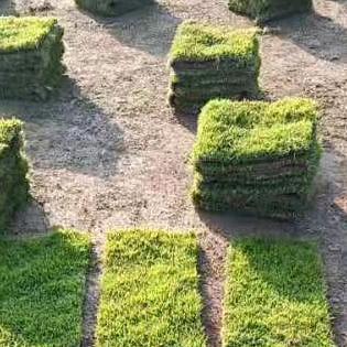 东安县亿顺草场种植有限公司