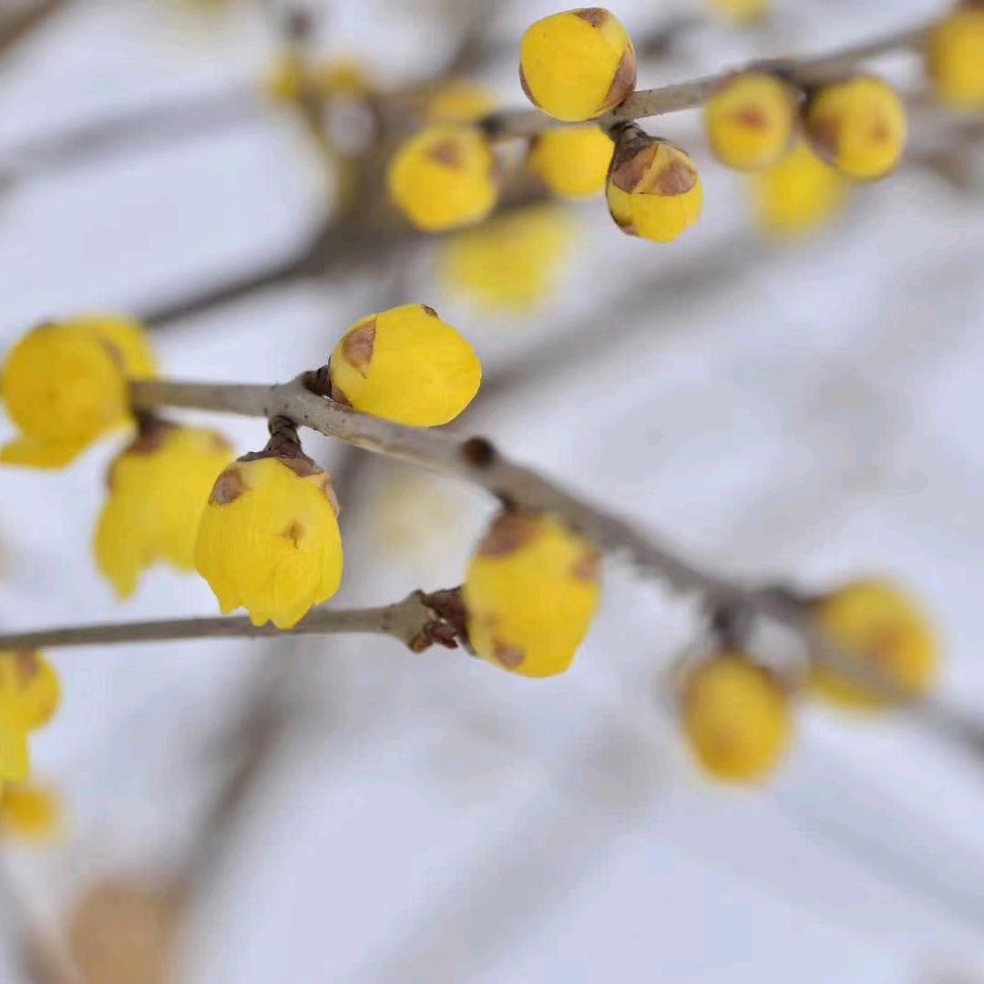 新野万德隆车站店粮油小何(超市干副课)C