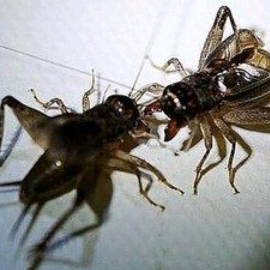 宁阳伏山金秋促织