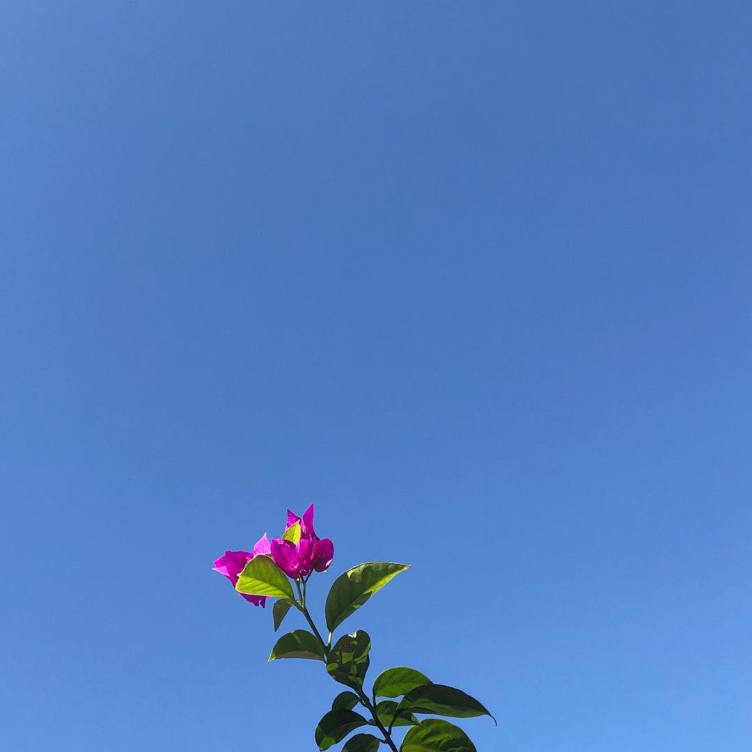 羊儿咩咩