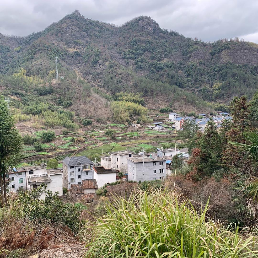 Yang杨