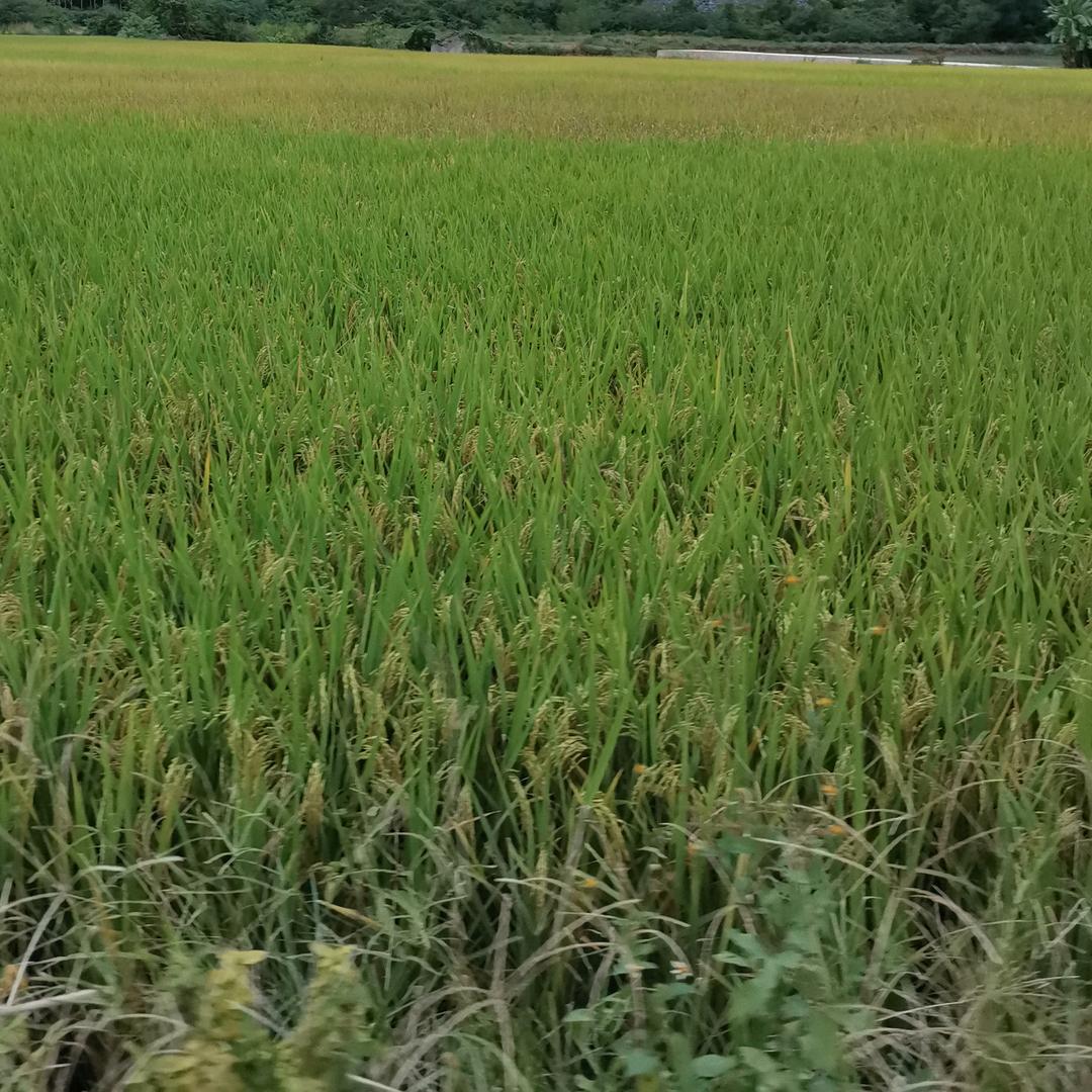 东方名秀