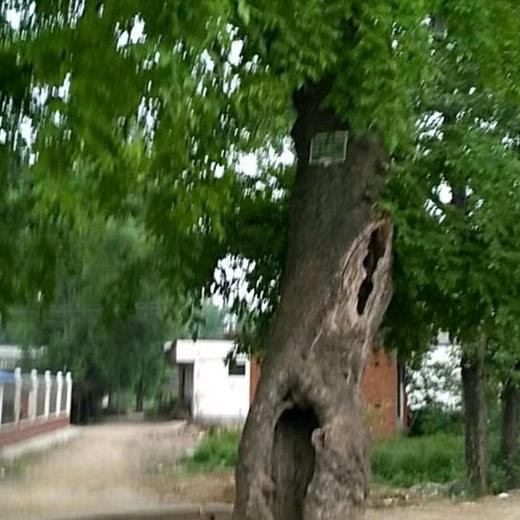 蓝梦