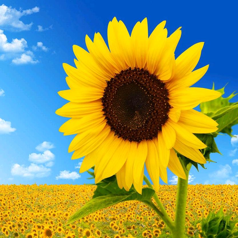 向日葵～苗苗521