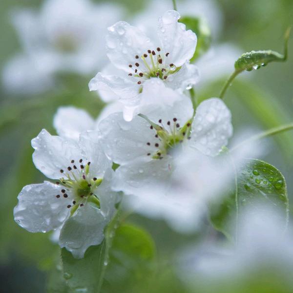 熙蕊