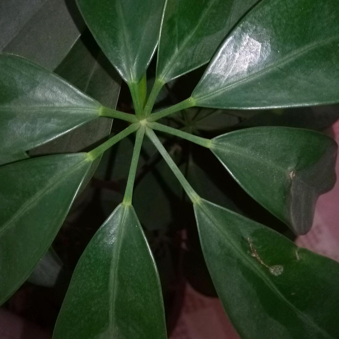 文竹