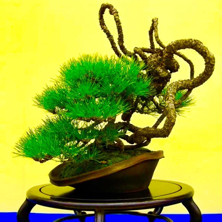 彬彬黑松盆景园
