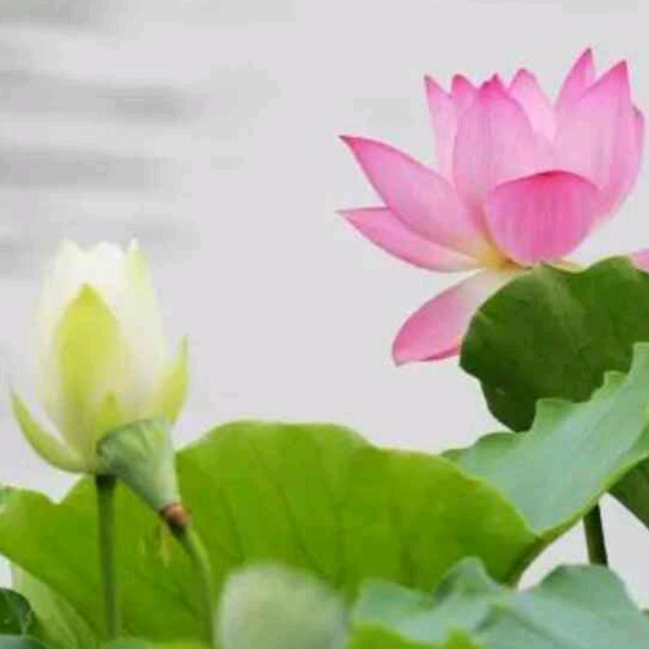 碧荷