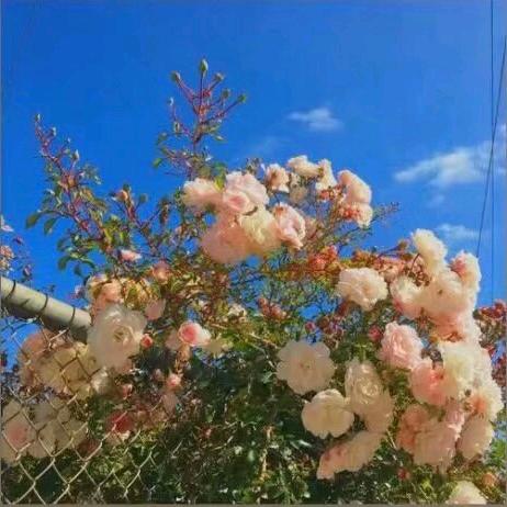 ❤︎ ꧁ 云 ꧂ 🌈