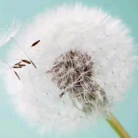 梧桐果
