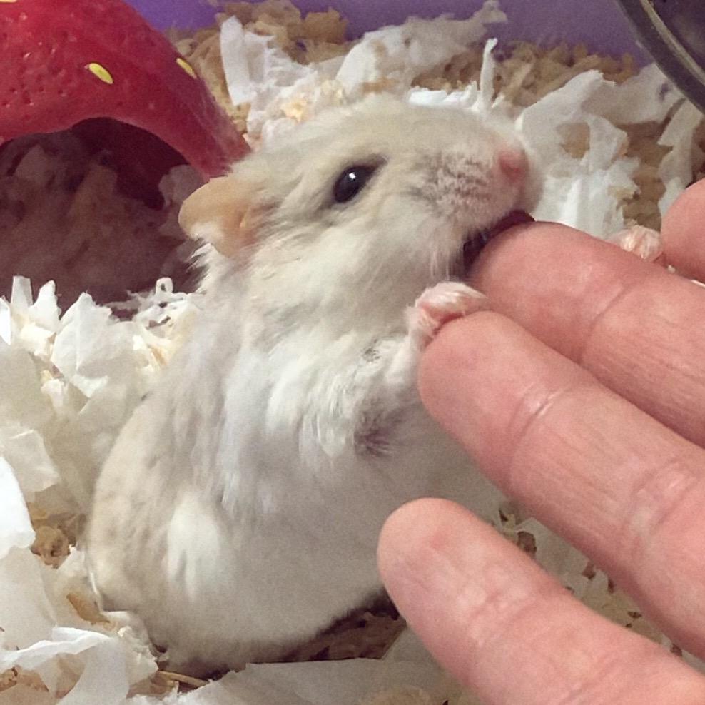 麻酱🐹