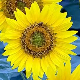 用户605462032611小宝贝GG