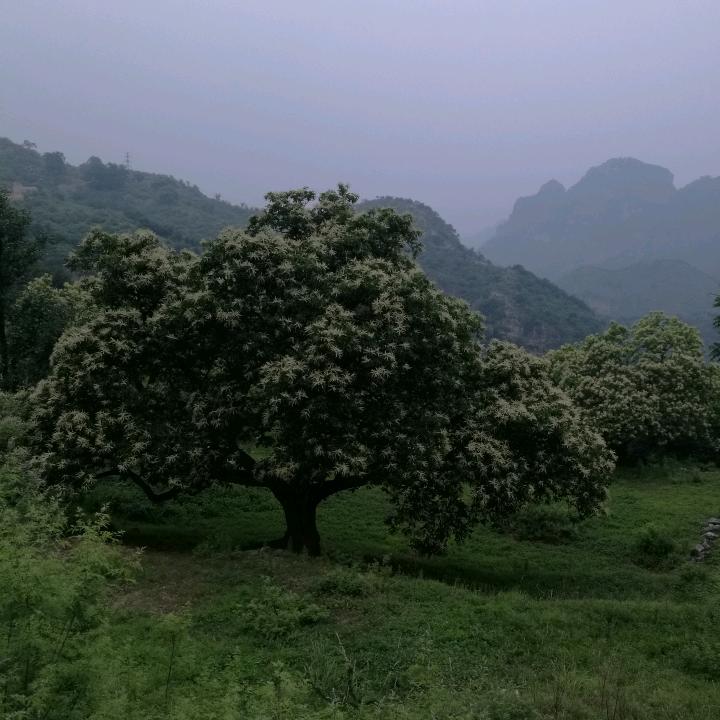 天地江界富贵莊
