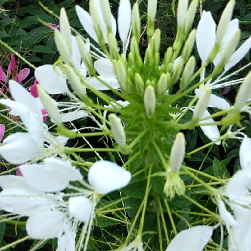 芬芳牡丹