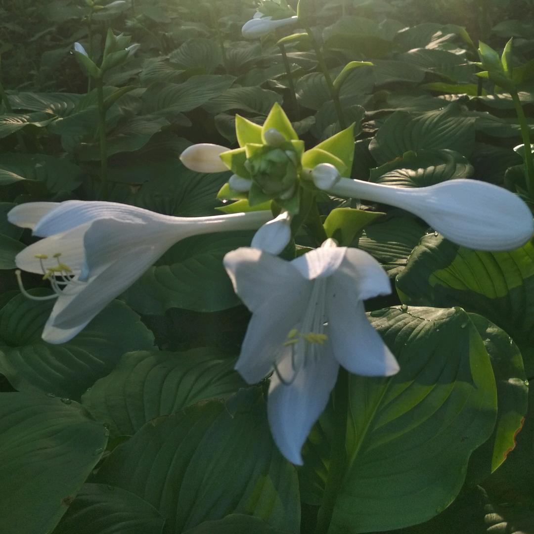 面朝大海  春暖花开