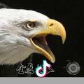 🦅金鹰校长🦅