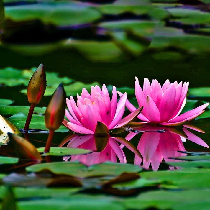 愿做菩萨那朵莲