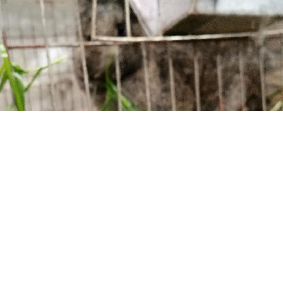 仁和九嶷山兔，家鸭