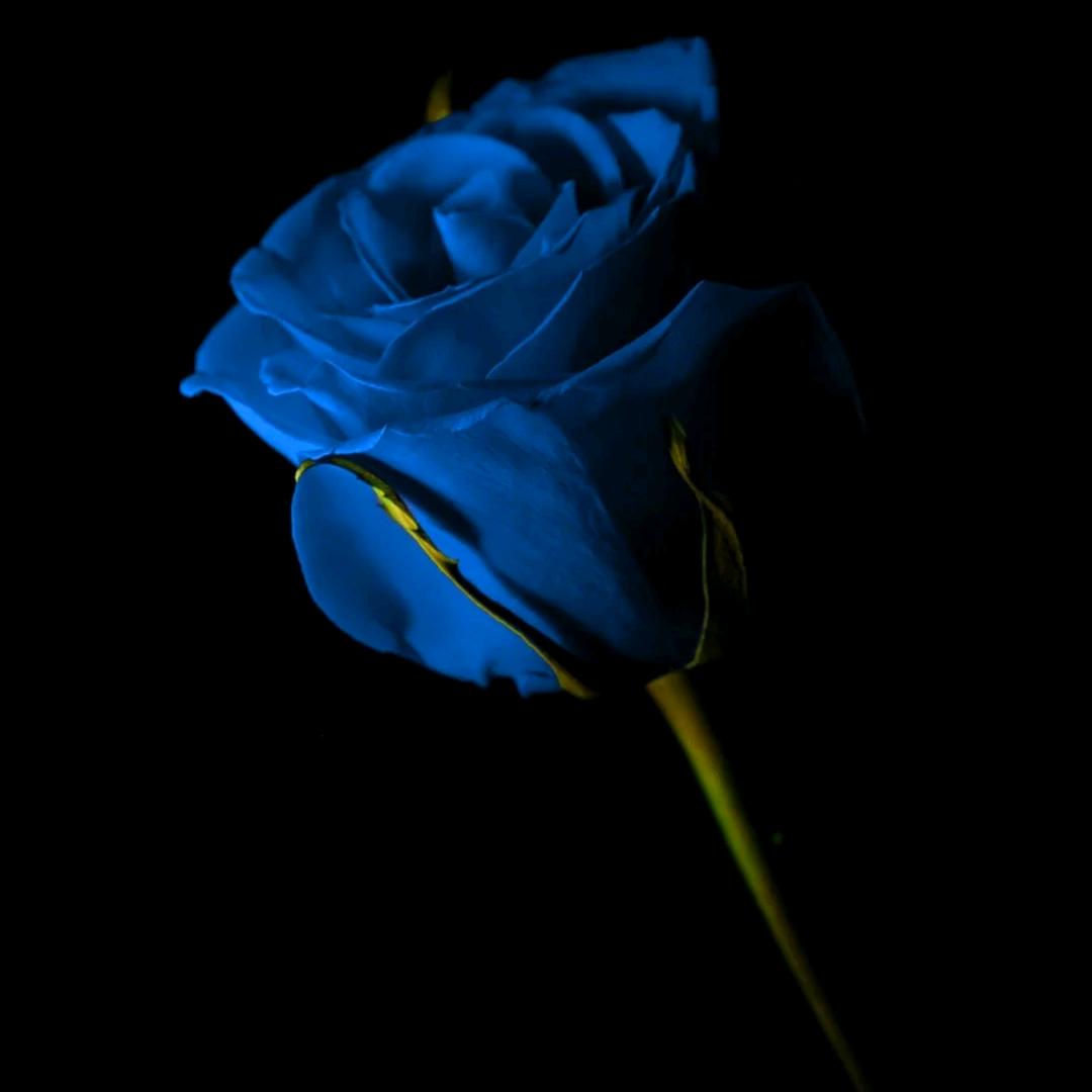 💞無᭄ꦿ꯭心💞