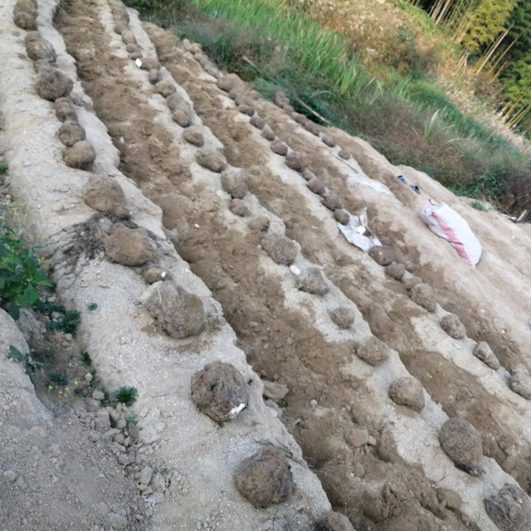 紫气东来🤑🤑🤑