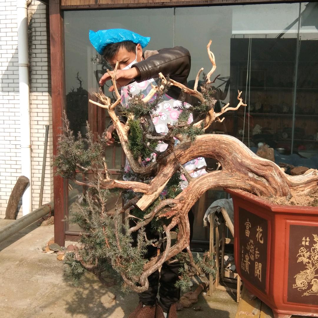 盆景遇上奇石