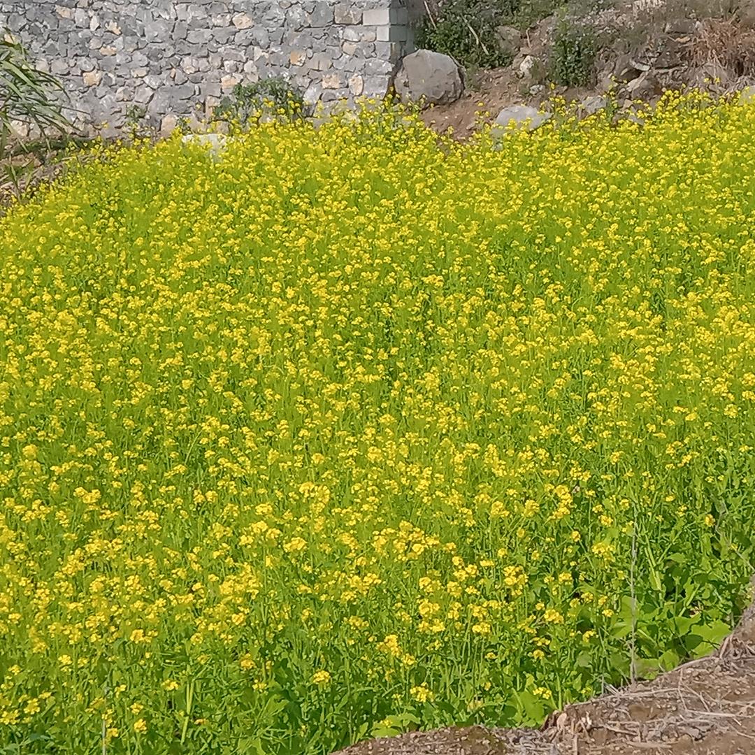 一只虫葫芦丝