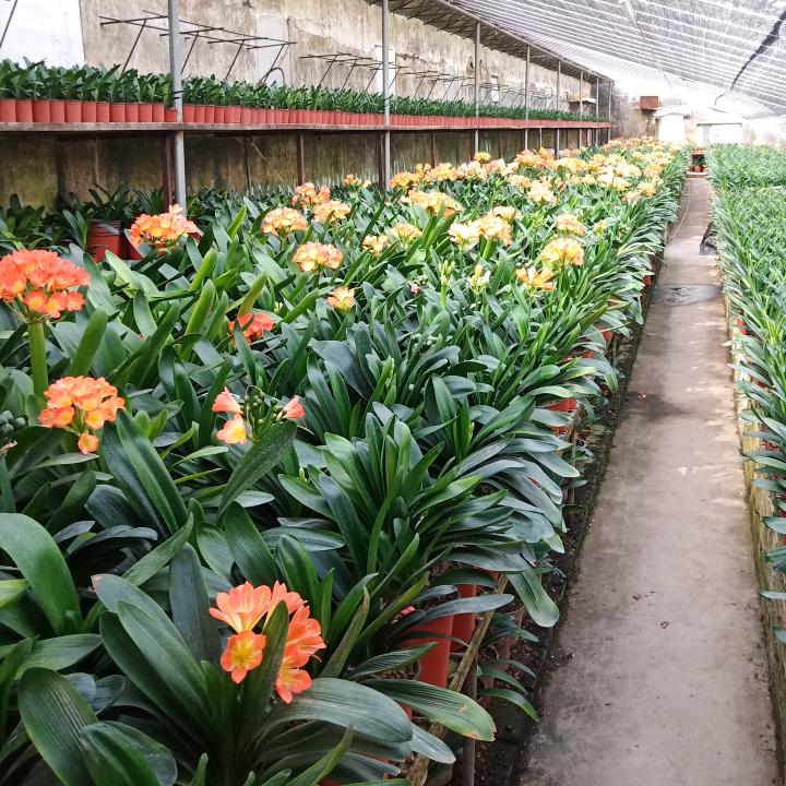 孙付集花卉