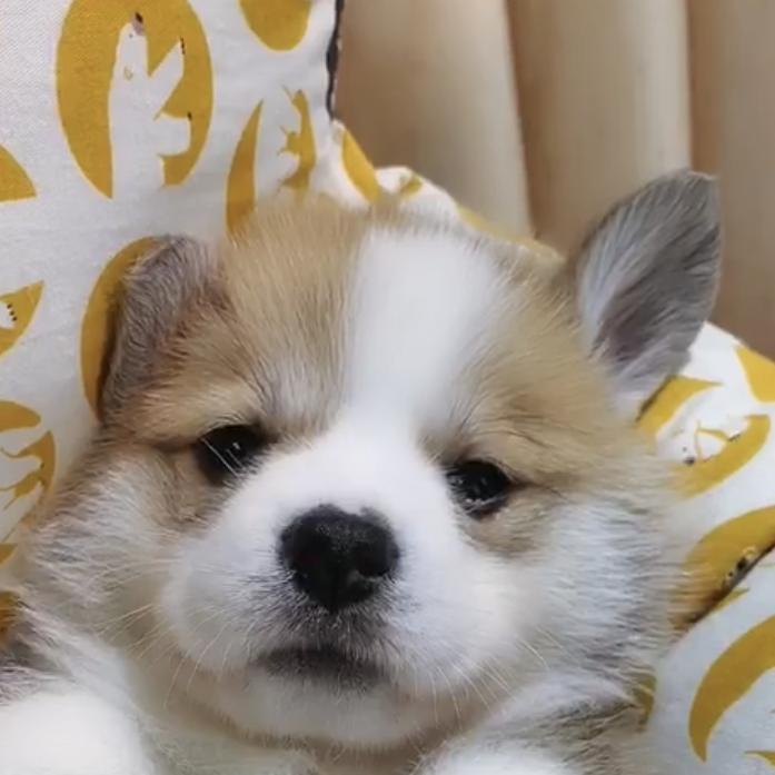 宁静柯基犬舍