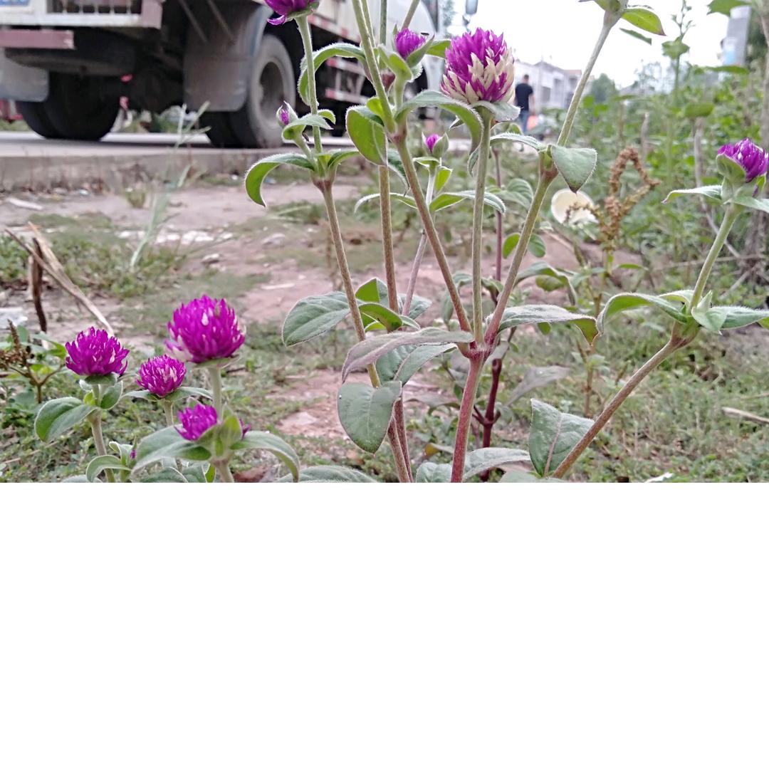 用户4775225960075瓜子哥