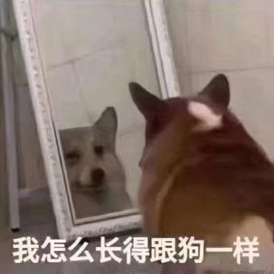 甜甜甜菜