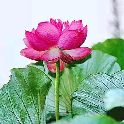 私家保潔吳小紅