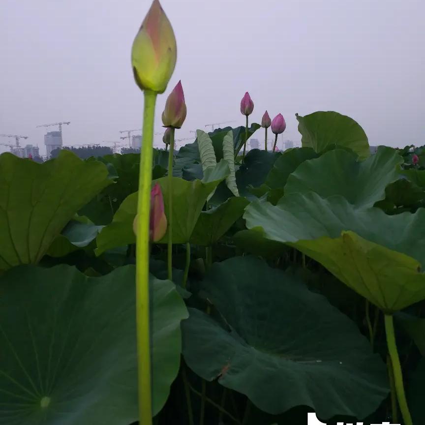 王wang