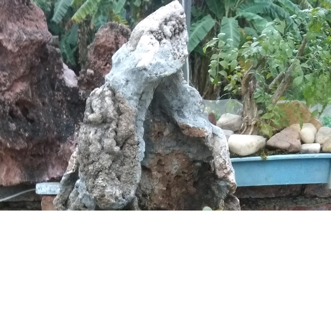 金阑南