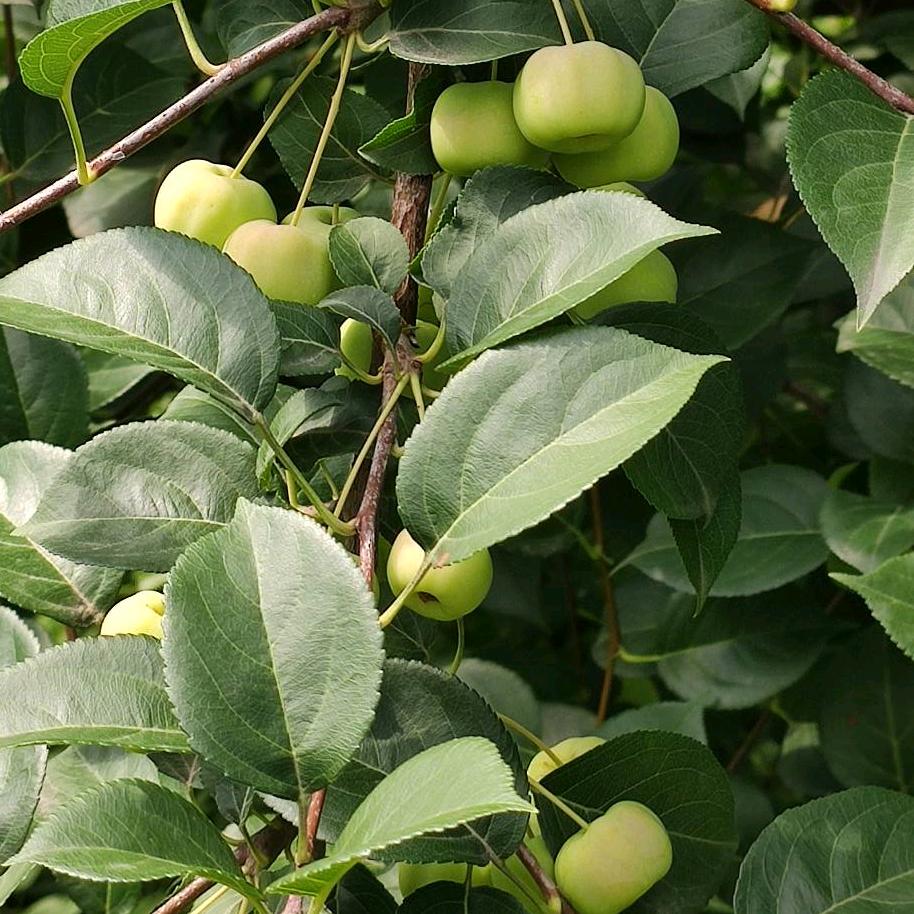 老薛在跑步（跑互）