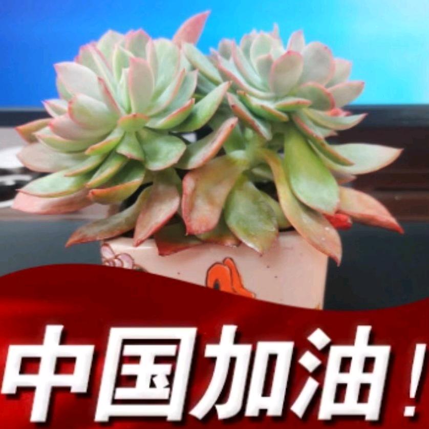 小鱼儿和考拉拉