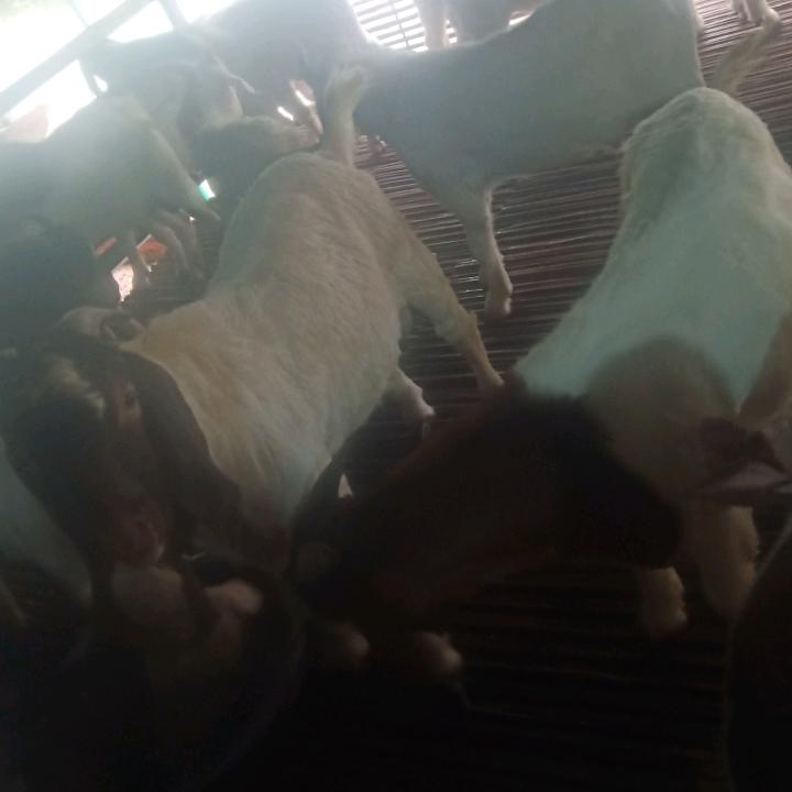 张…领头羊饲料