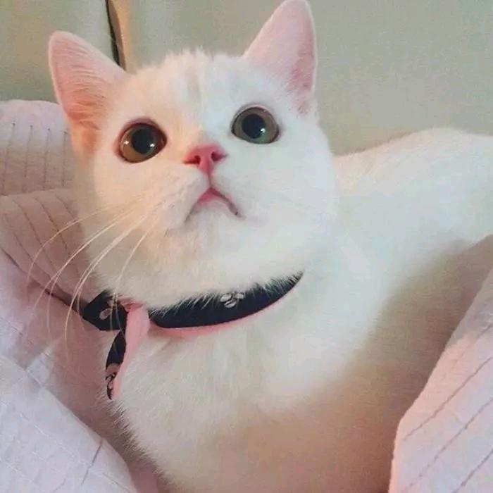 佯佯佯