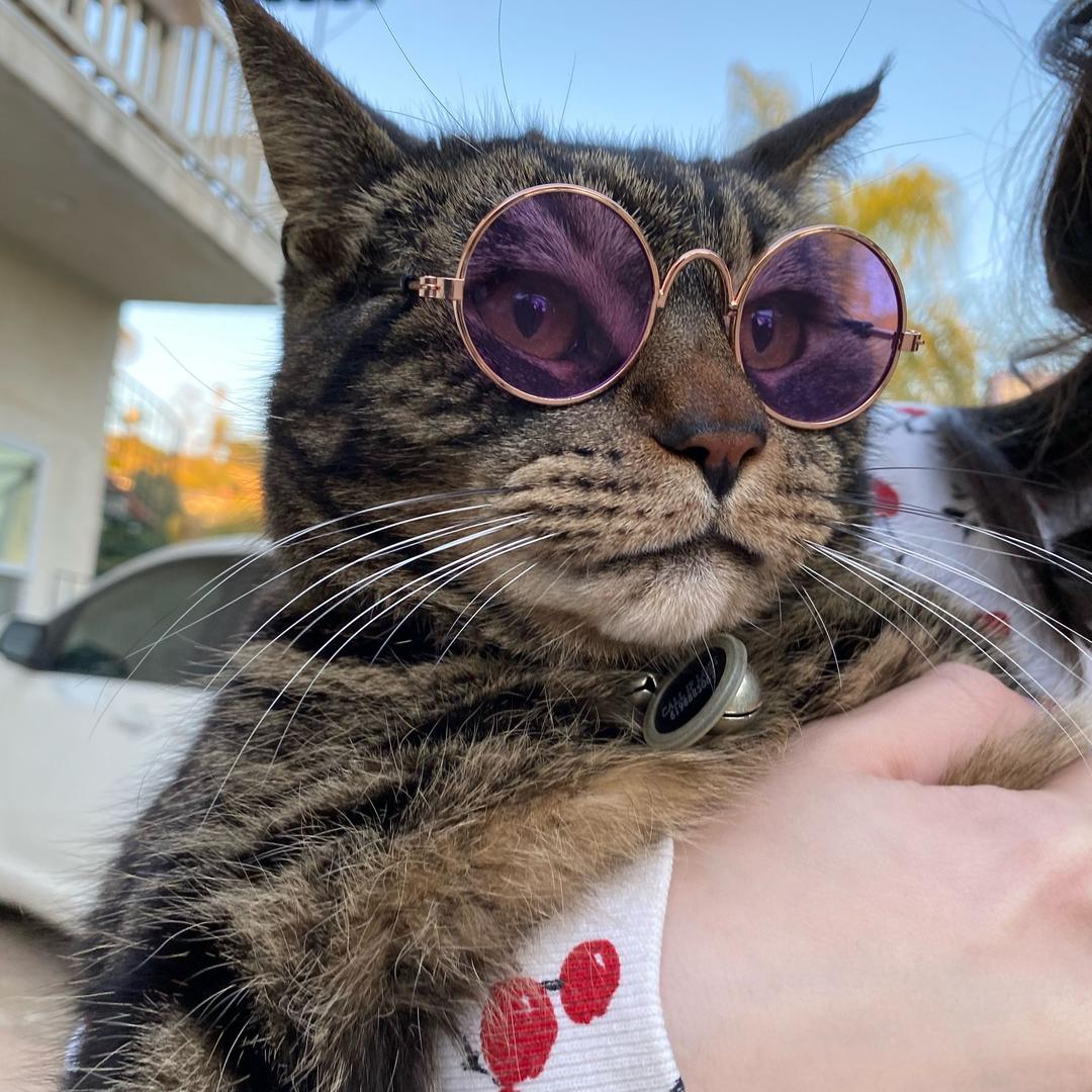 TORA是只会打猎的猫