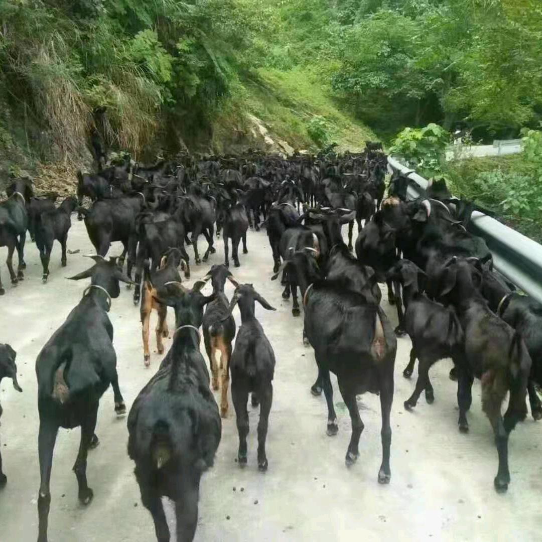 肉羊群羊收购光头强