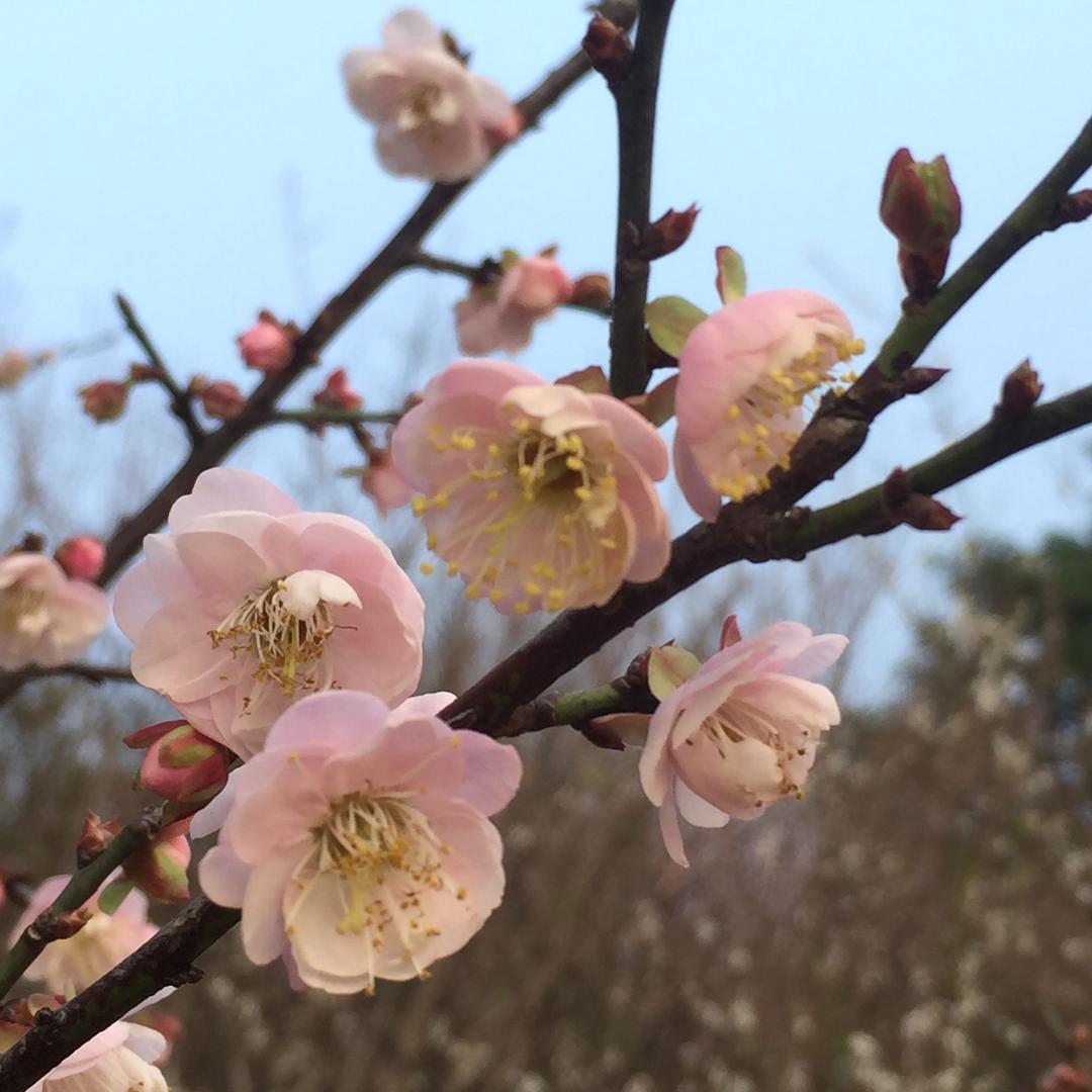 丛林晓色