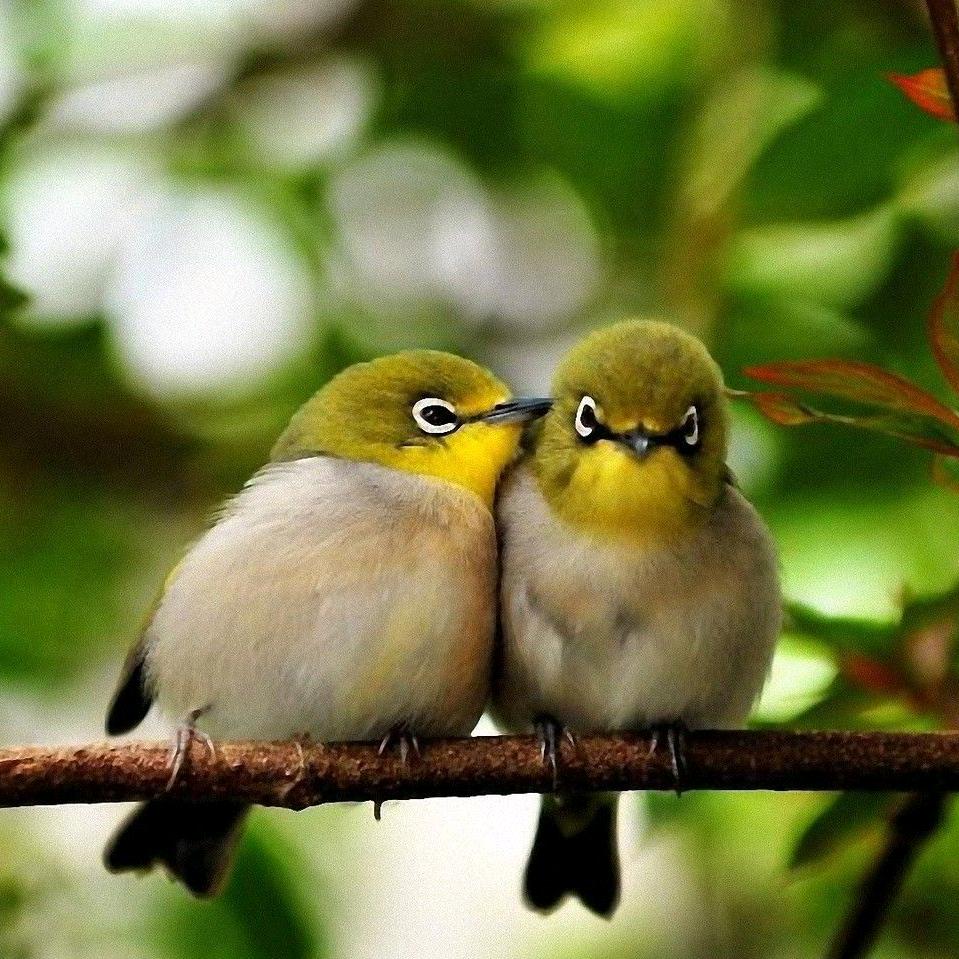 ℒℴѵℯ为你停刘💕