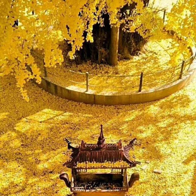 空谷幽兰