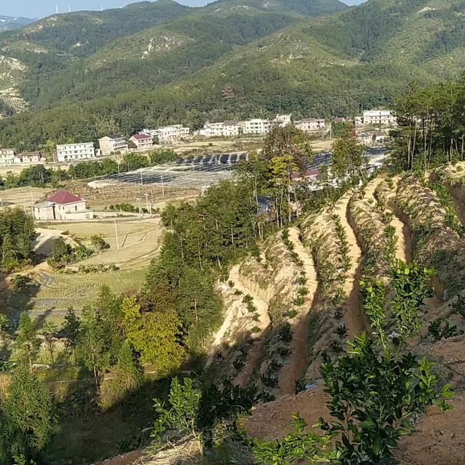 心田