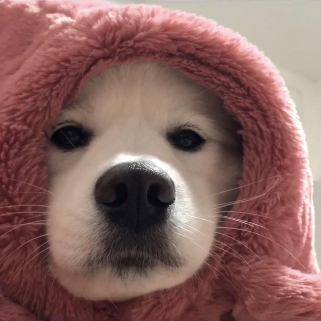姐姐在吗
