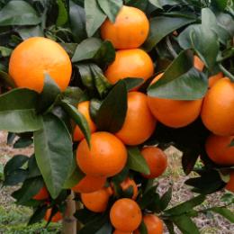 娟华瑶山生态庄园种植者